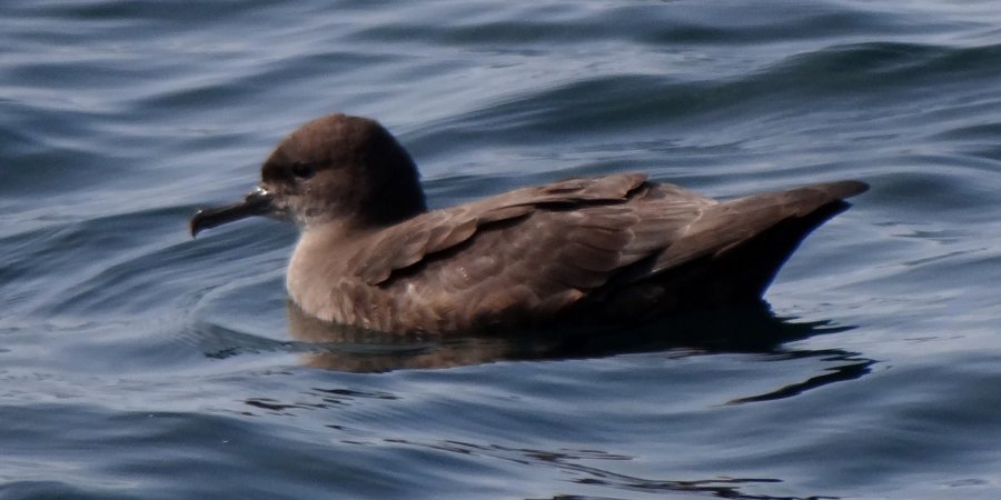 Offshore from Lower West Pubnico, NS  - Aug. 16, 2014 - on the water