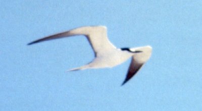 Dry Tortugas, FL - May 12, 1985