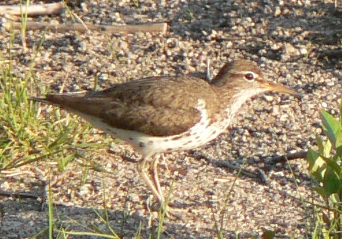 Ottawa West, ON - July 16, 2007 - breeding plumage