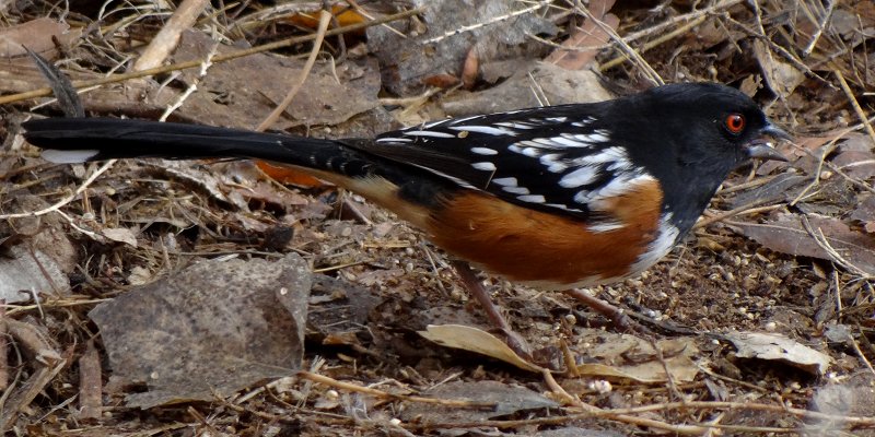 Bosque del Apache NWR, NM - Dec. 20, 2011