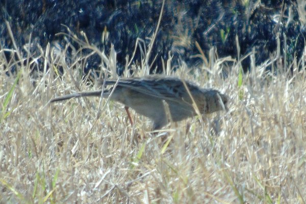 Santa Cruz Flats, AZ - Jan. 27, 2016