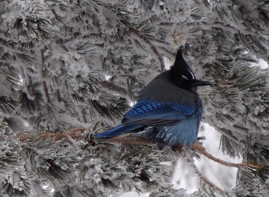 Sandia Crest, NM - Dec. 21, 2011 - Interior race