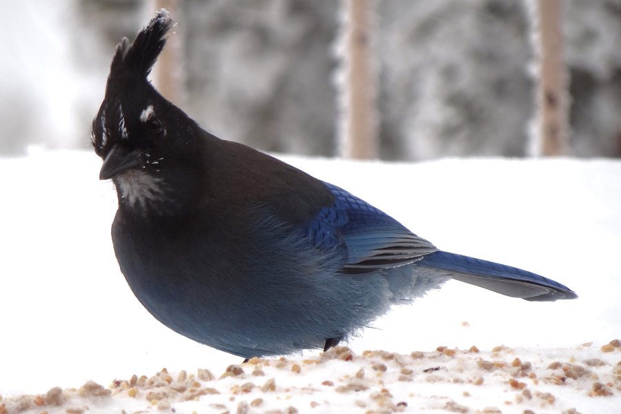 Sandia Crest, NM - Dec. 21, 2011 - Interior race