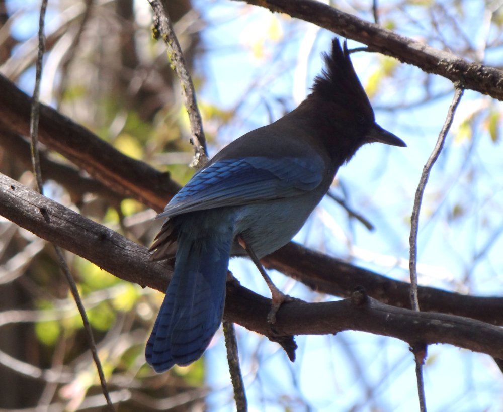 Yosemite National Park, CA - Apr. 29, 2013 - Pacific race