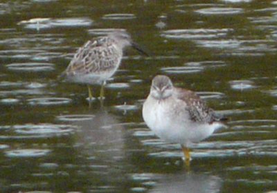 Monahan Creek, Ottawa, ON - Sep. 7, 2008 - juvenile (Lesser Yellowlegs front and center)