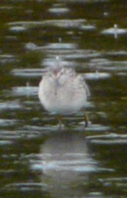 Monahan Creek, Ottawa, ON - Sep. 7, 2008 - juvenile