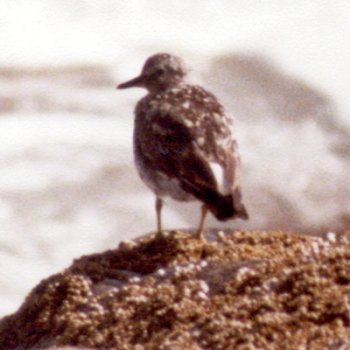 Point Brown, WA - Aug. 20, 1979