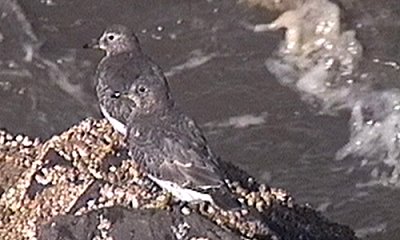 Point Brown, WA - Sep. 27, 1994