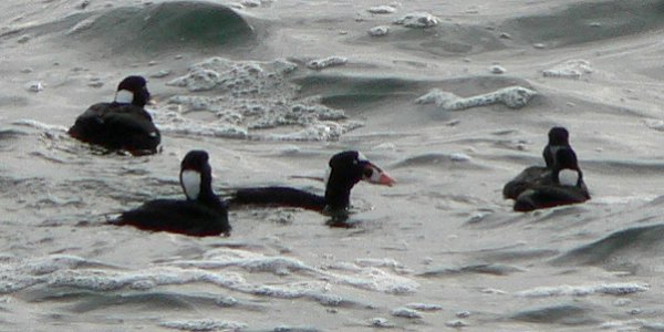 East Point, ME - Dec. 31, 2005 - males