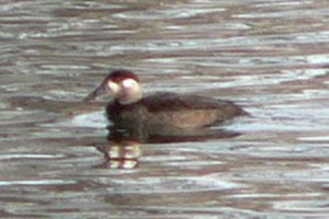 Strathcona Park, Ottawa, ON - Nov. 4, 2007 - female