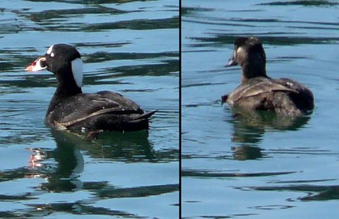 Digby, NS - Apr. 25, 2011 - male left, female right