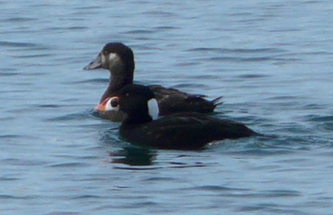 Meteghan, NS - Apr. 25, 2011 - male front, female back