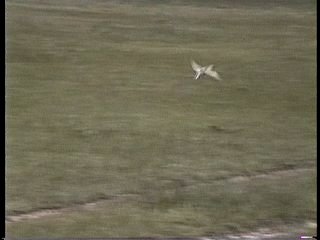 Pawnee National Grassland, CO - Jun. 27, 1995