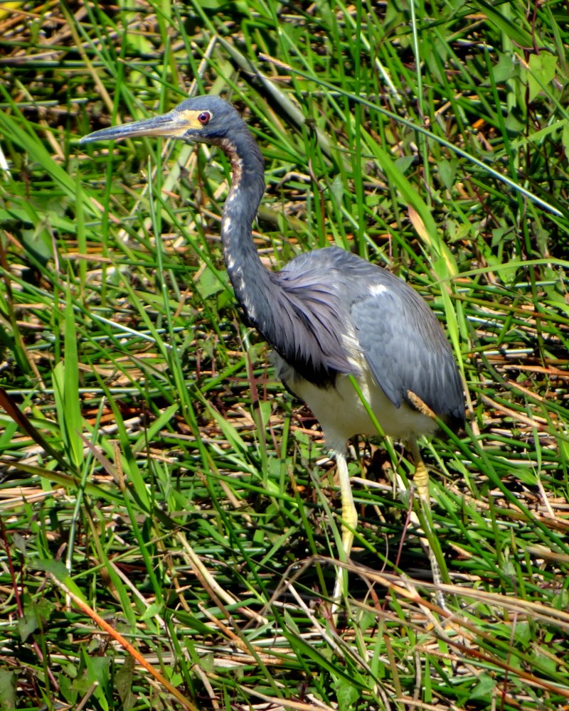 Anhinga Trail, Everglades National Park, FL - Jan. 12, 2013