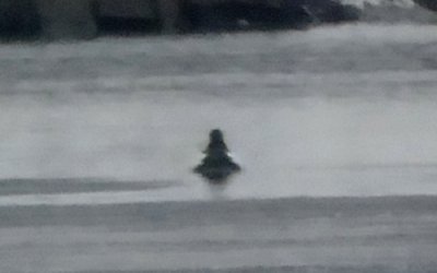 Northwest Arm, Halifax, NS - Jan. 30, 2015