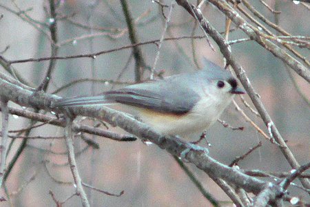 Mason Neck State Park, VA - Feb. 13, 2007