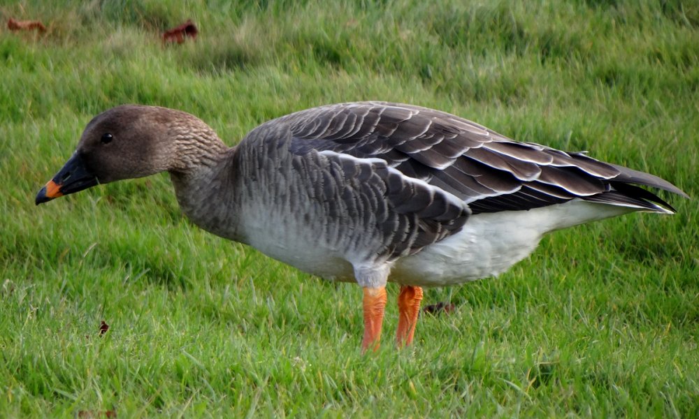 Yarmouth, NS - Nov. 20, 2013