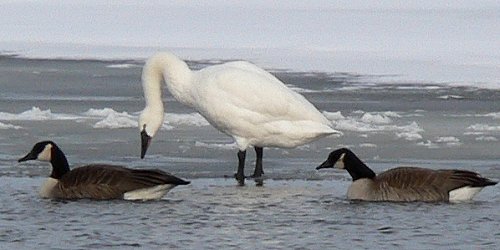 Grandview Road, Ottawa, ON - Dec. 9, 2005 (flanked by Canada Geese)