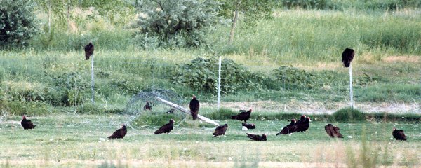 Rattlesnake Springs, NM - Jun. 21, 1980
