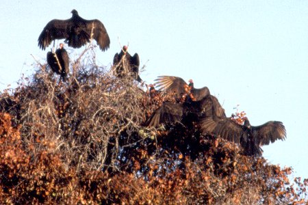 Anhinga Trail, Everglades National Park, FL - Jan. 6, 1990