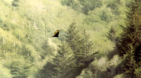 n. Ophir, OR - Apr. 26, 1980