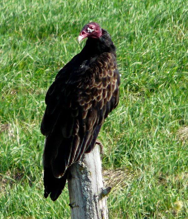 Alfred Lagoons, ON - Aug. 13, 2011 - adult