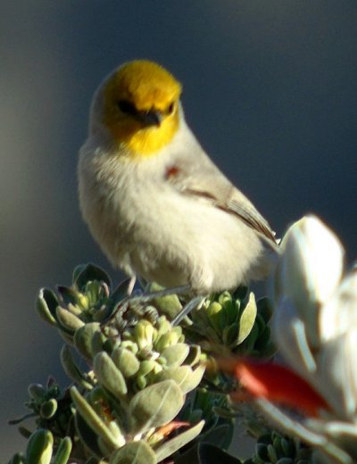 Coolidge, AZ - Jan. 17, 2016