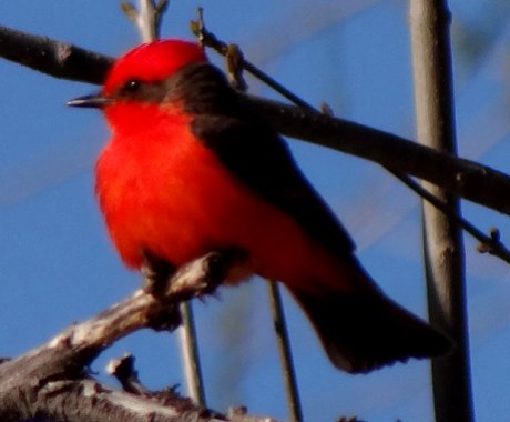 Pena Blanca Lake, AZ - Mar. 19, 2013 - male