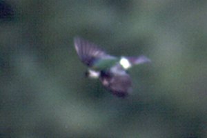 Cranbrook, BC - Jul. 29, 1990