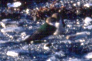 Valdez, AK - Jun. 12, 1989 - young