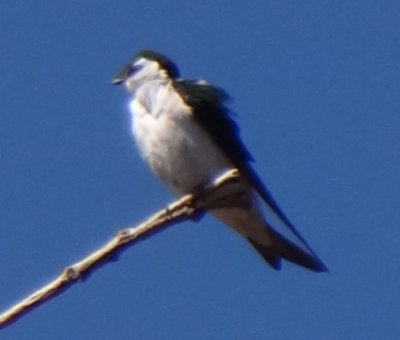 Mount Ord, AZ - Mar. 29, 2013 - adult