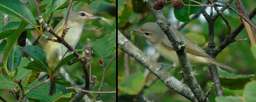 Thomas Road, Cape Forchu, NS - Aug. 30, 2015