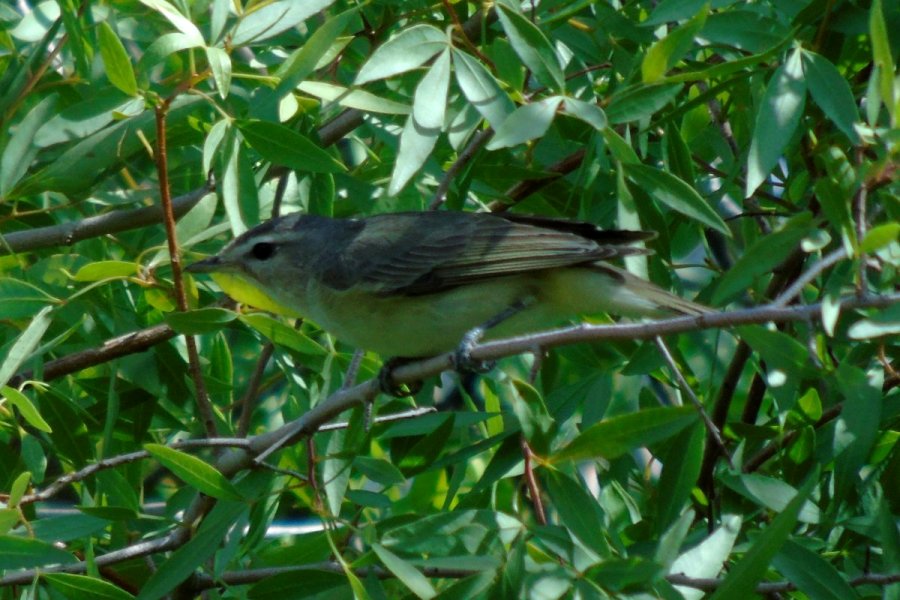 Boyce Thompson Arboretum State Park, Superior, AZ - Apr. 29, 2016