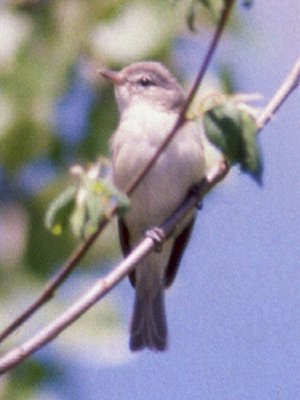 Britannia Conservation Area, Ottawa, ON - May 14, 1988