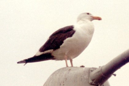 Mission Bay, CA - May 20, 1980