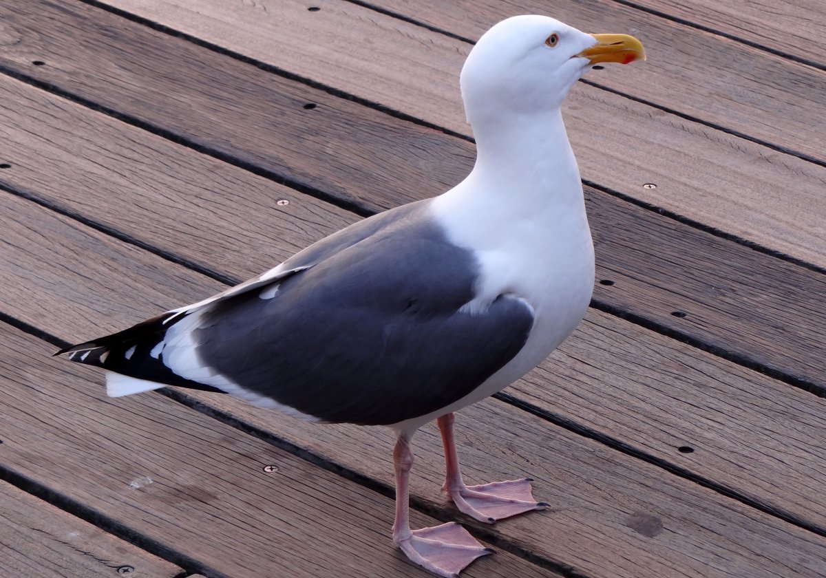 San Francisco, CA - May 1, 2013 - adult breeding plumage