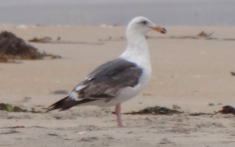 Tijuana Slough National Wildlife Refuge, Seacoast Drive Beach Trail, CA - Apr. 24, 2013 - late 2nd winter plumage