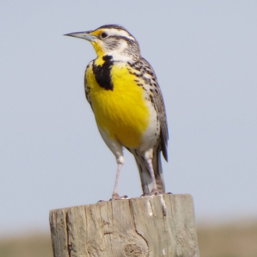 Township Road 150, N of Medicine Hat, AB - May 17, 2013