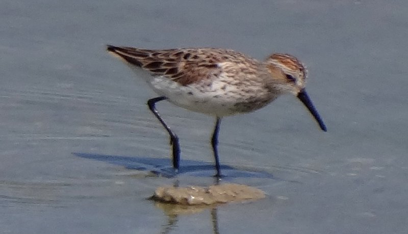 West of Calipatria, CA - Apr. 22, 2013