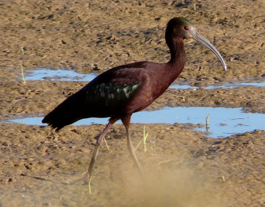 Gilbert, AZ - Apr. 7, 2010