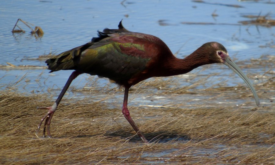 Carp, ON - Ju1. 7, 2011