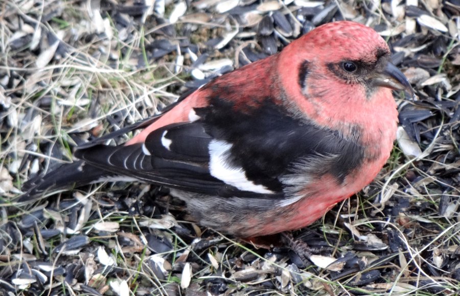 Male White-winged Crossbill
