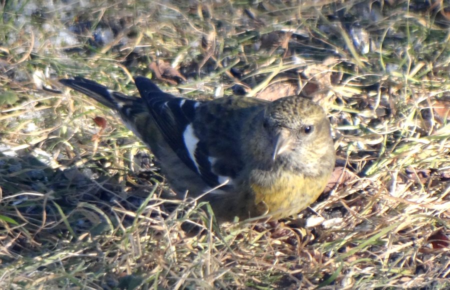 Lawrencetown, NS - Dec. 16, 2013 - female