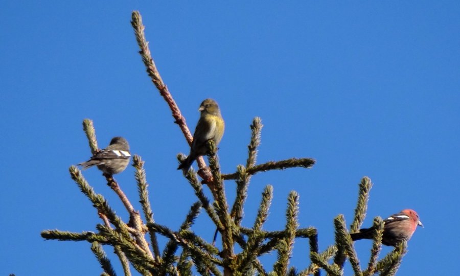 n. Wilmot, NS - Dec. 22, 2012 - two females left / male right