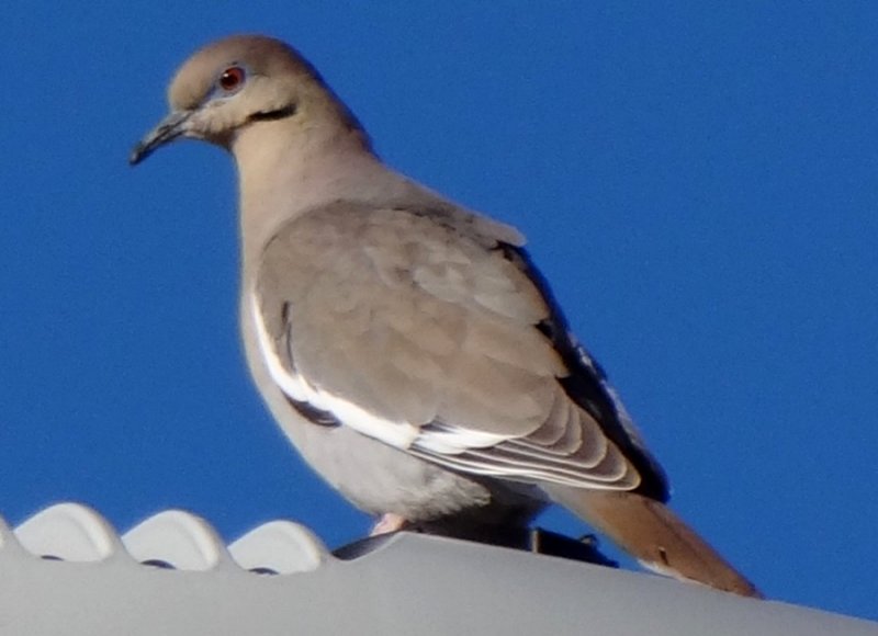 Anthony, NM - Jan. 19, 2013