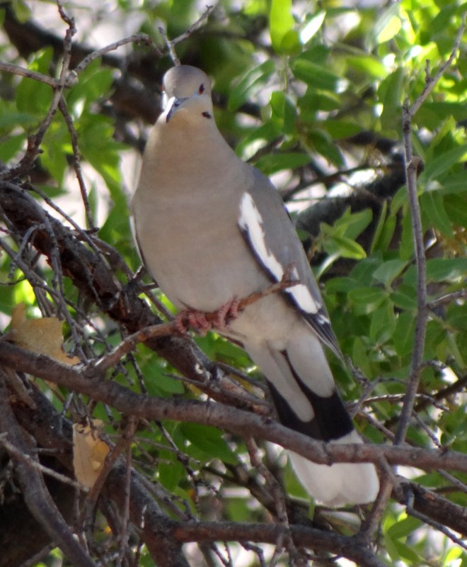 Ash Canyon, AZ - Apr. 16, 2013