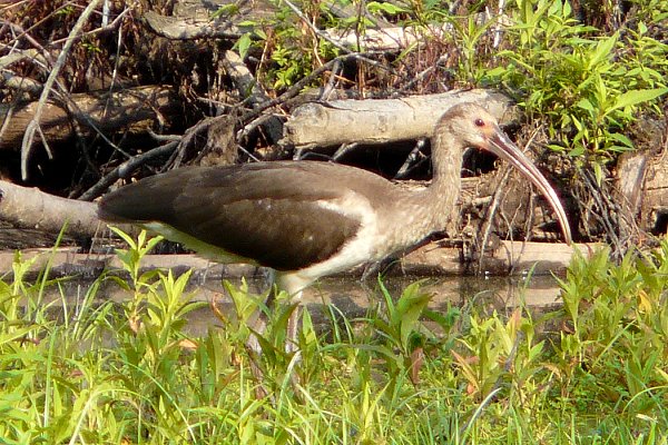 Huntley Meadows Park, VA - Aug. 3, 2009 - juvenile