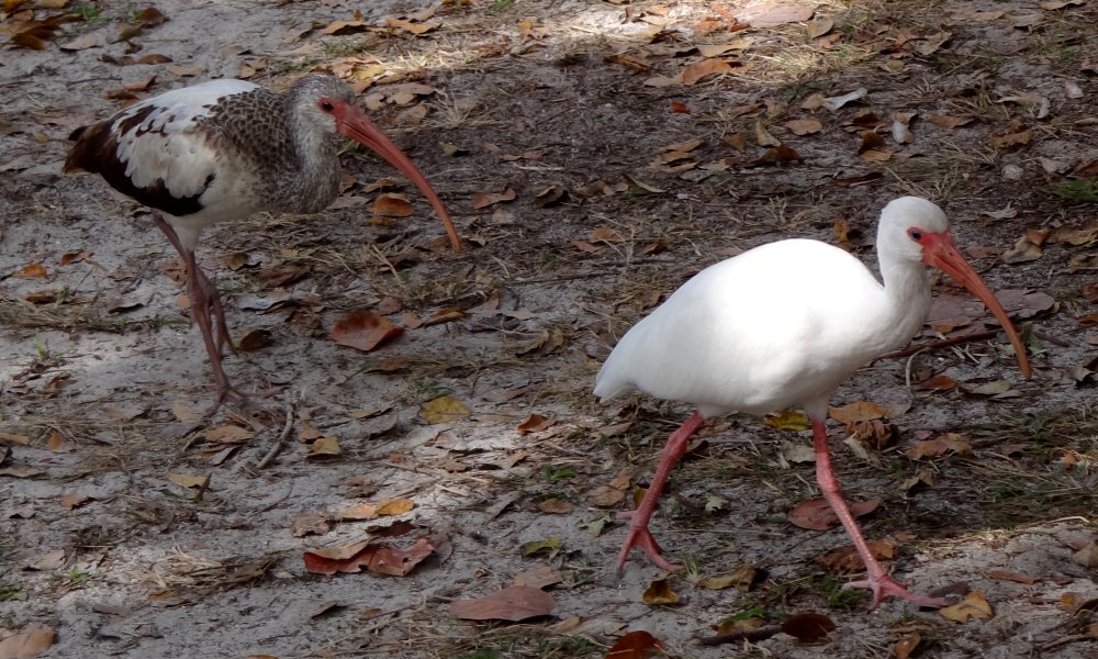 Bill Baggs Cape Florida State Park, Key Biscayne, FL - Jan. 11, 2013 - 1st summer left / adult right