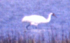 Aransas NWR, TX - Mar. 29, 1986