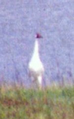 Aransas NWR, TX - Mar. 29, 1986